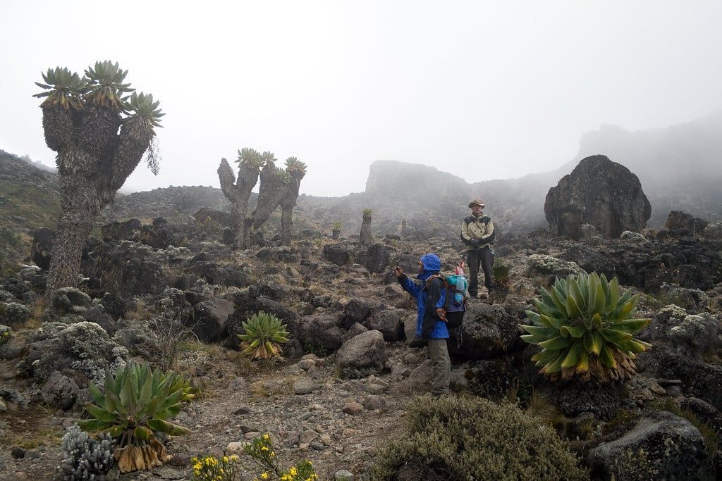 Wanderer wandern zwischen markanten Riesengreiskräutern im nebligen Barranco Valley am Mount Kilimanjaro.