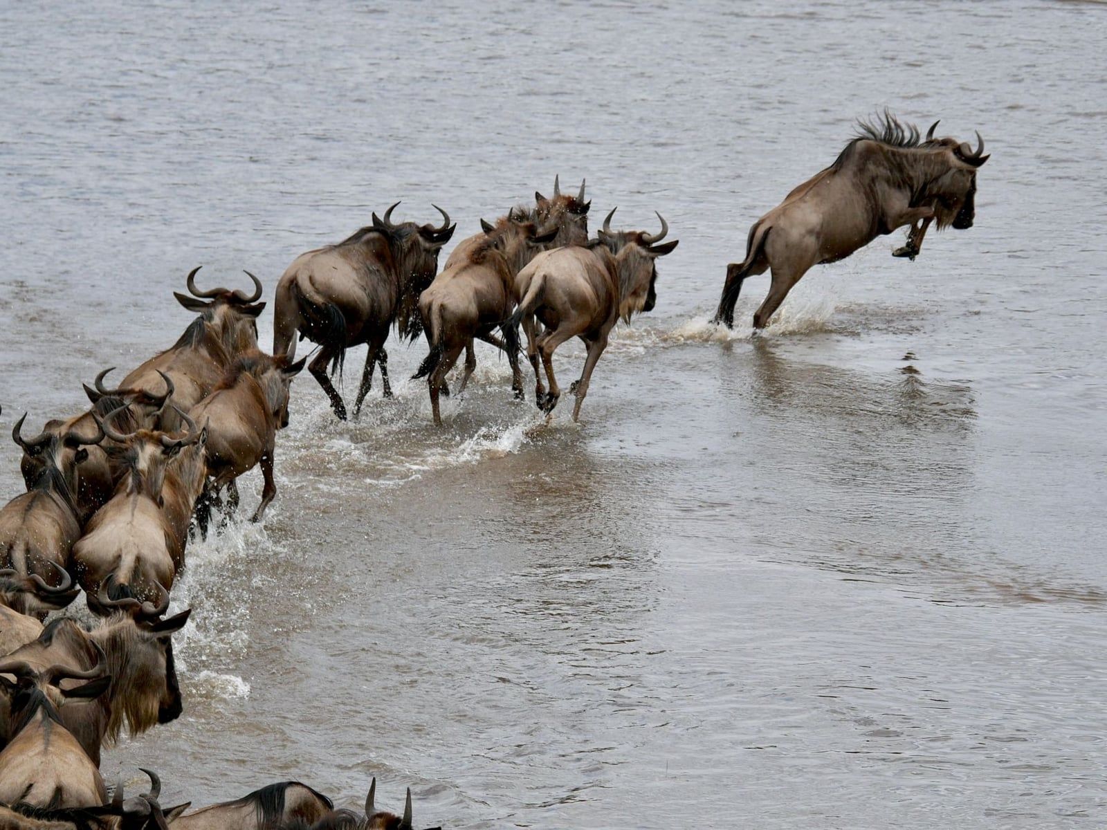 A herd of wildebeests leaping and wading across a river during the Great Migration in the Serengeti.