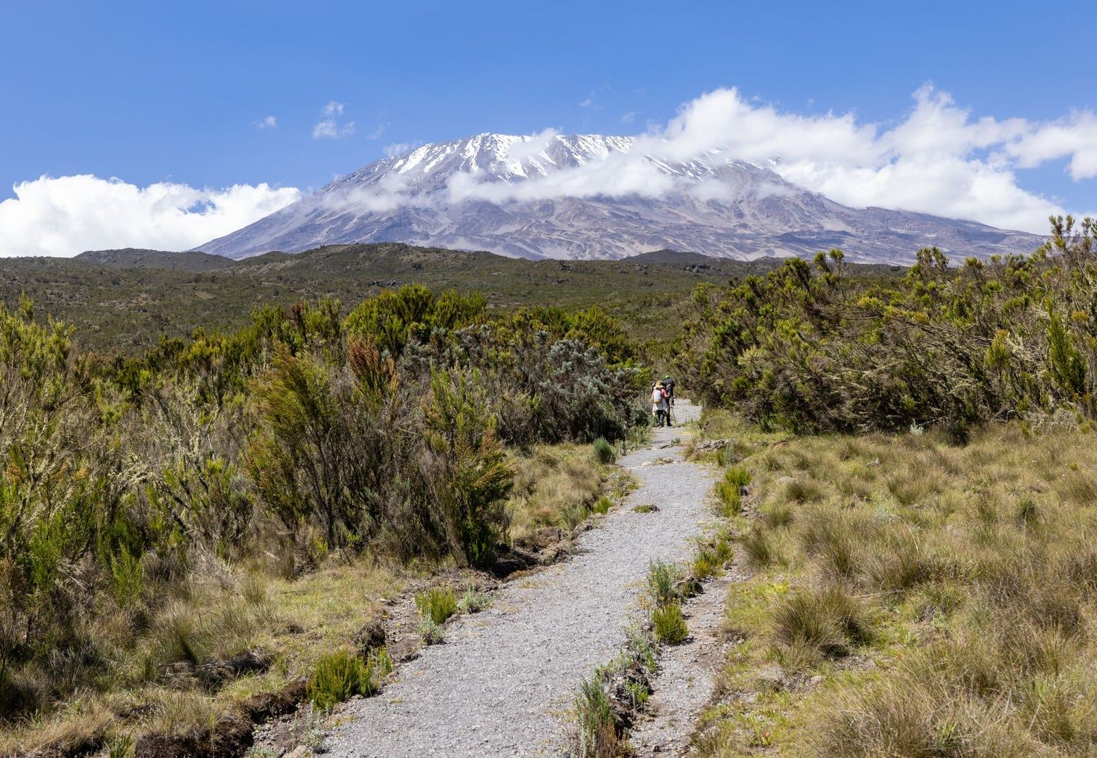 A hiking trail winds through moorland vegetation toward the snow-capped summit of Mount Kilimanjaro under a blue sky.
