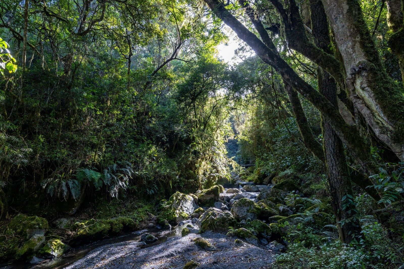 La luz del sol se filtra a través del frondoso dosel de la selva tropical sobre un arroyo rocoso en el monte Kilimanjaro.