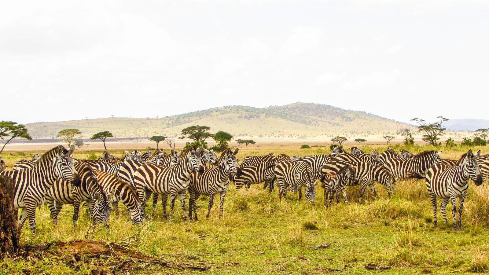 Una manada de cebras pastando en la sabana abierta del Parque Nacional Serengueti, un destino de safari muy popular después del monte Kilimanjaro.