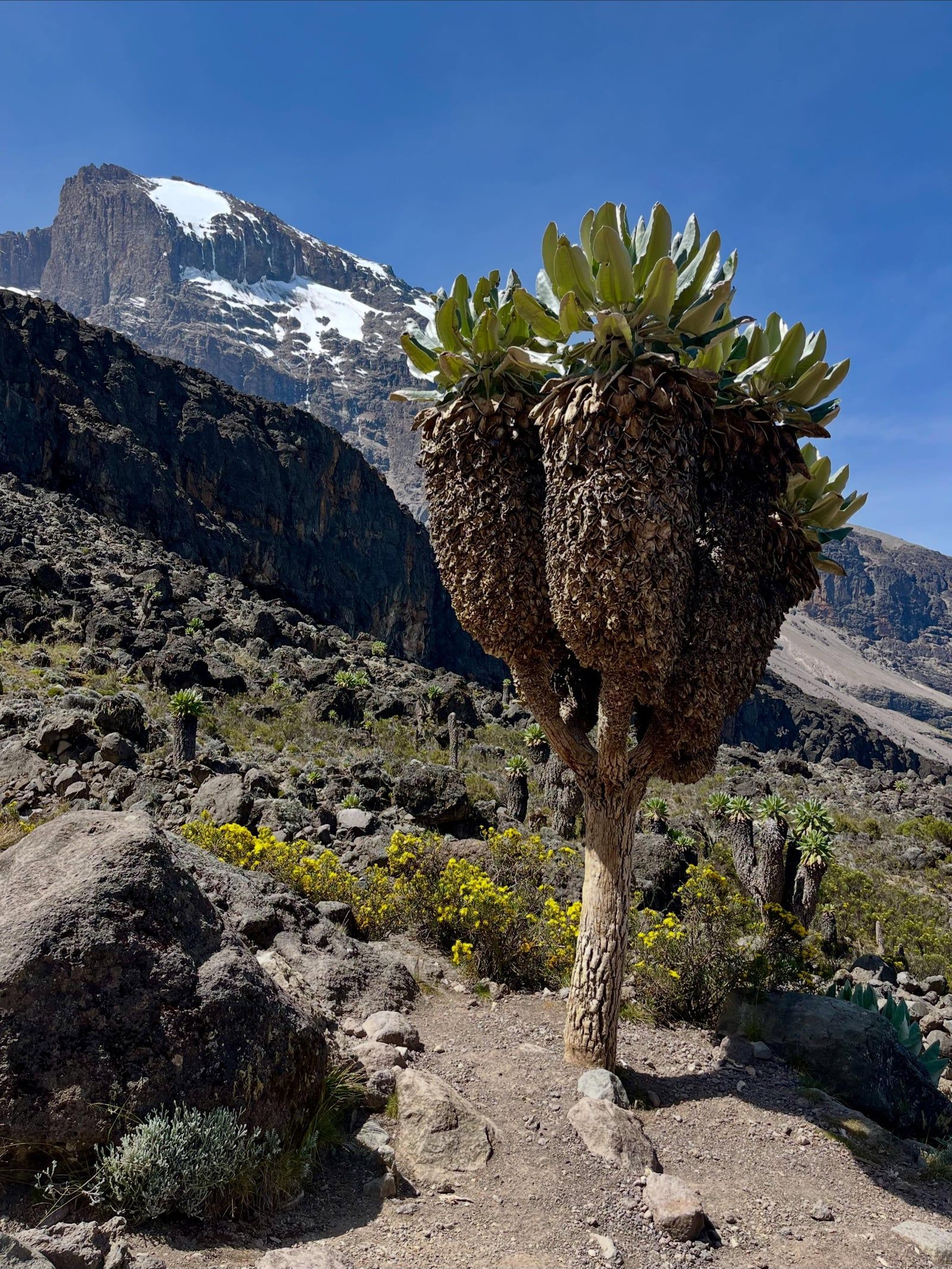 Vue de Mont Kilimandjaro